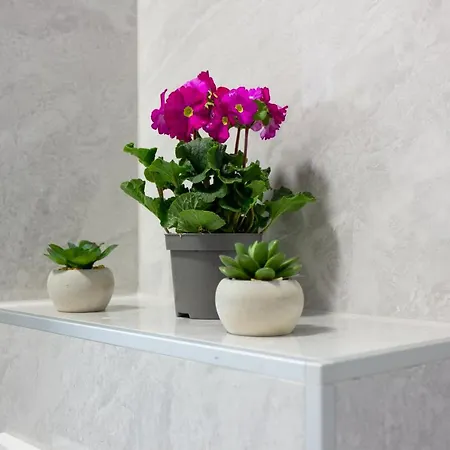 Luxury Petra Apartman Split