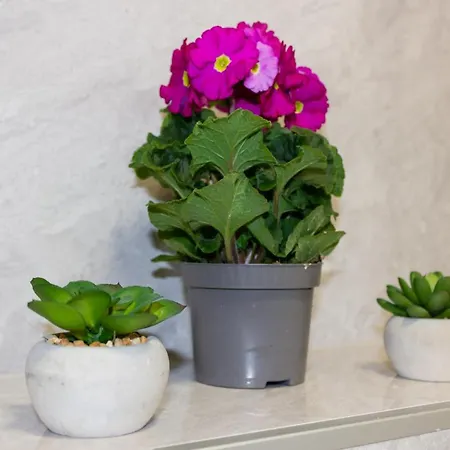 Luxury Petra Διαμέρισμα *