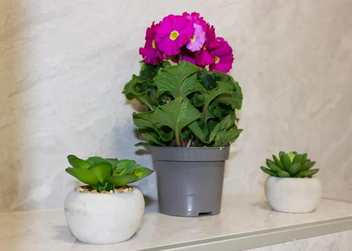 Luxury Petra Apartament *